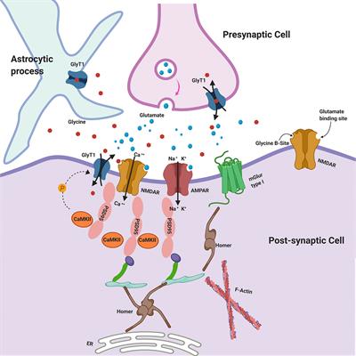 Glycine Signaling in the Framework of Dopamine-Glutamate Interaction and Postsynaptic Density. Implications for Treatment-Resistant Schizophrenia